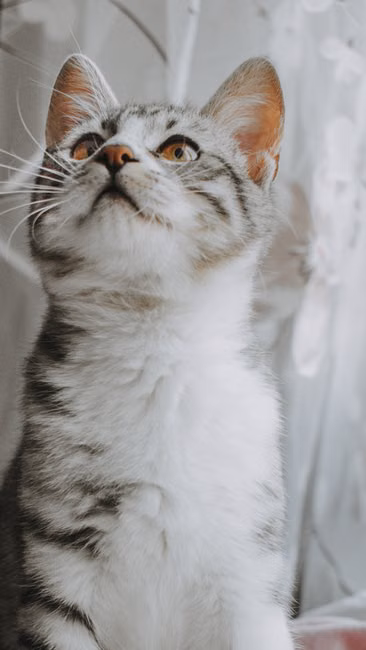 Ração para Cães Adultos (15kg)